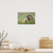 USA, Washington, Olympic NP, Olympic Marmot Poster (Küche)