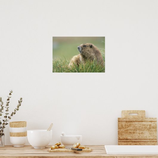 USA, Washington, Olympic NP, Olympic Marmot Poster (Küche)