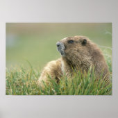 USA, Washington, Olympic NP, Olympic Marmot Poster (Vorne)
