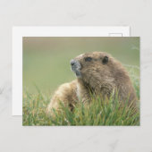 USA, Washington, Olympic NP, Olympic Marmot Postkarte (Vorne/Hinten)
