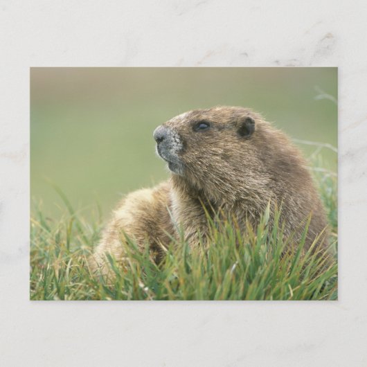USA, Washington, Olympic NP, Olympic Marmot Postkarte (Vorderseite)