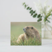 USA, Washington, Olympic NP, Olympic Marmot Postkarte (Stehend Vorderseite)