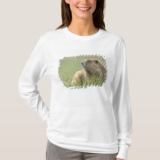 USA, Washington, Olympic NP, Olympic Marmot T-Shirt (Vorderseite)