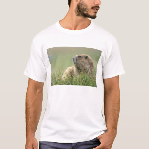 USA, Washington, Olympic NP, Olympic Murmeltier T-Shirt