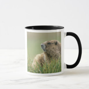 USA, Washington, Olympic NP, Olympic Murmeltier Tasse