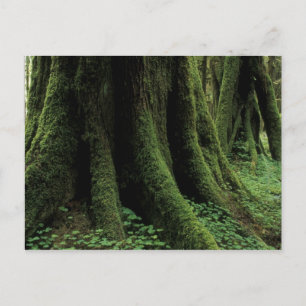 USA, Washington, Olympischer Nationalpark, 2 Postkarte