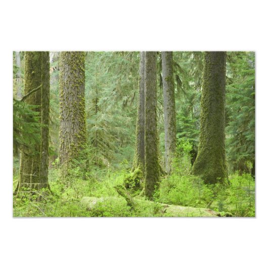 USA, Washington, Olympischer Nationalpark, Frühjah Fotodruck (Vorne)