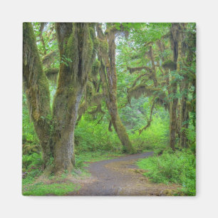 USA, Washington, Olympischer Nationalpark, Hoh Magnet