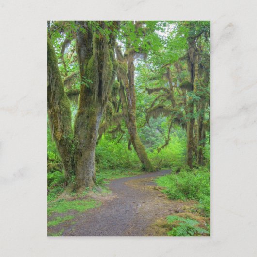 USA, Washington, Olympischer Nationalpark, Hoh Postkarte (Vorderseite)
