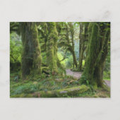 USA, Washington, Olympischer Nationalpark, Hoh Rai Postkarte (Vorderseite)