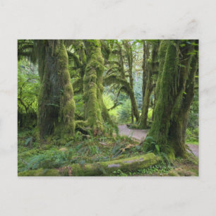 USA, Washington, Olympischer Nationalpark, Hoh Rai Postkarte