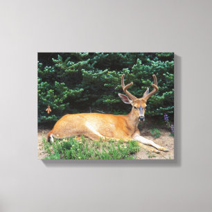 USA, Washington, Olympischer Nationalpark Leinwanddruck