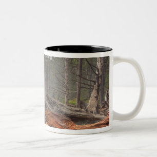USA, Washington, Olympischer Nationalpark, Rialto Zweifarbige Tasse