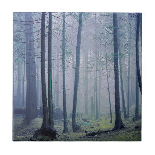 USA, Washington, Orcas Island, Moran Staat Park Fliese