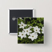 USA, Washington, Pacific Dogwood, Cornus Button (Vorne & Hinten)