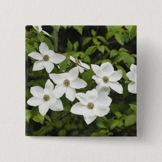 USA, Washington, Pacific Dogwood, Cornus Button (Vorderseite)