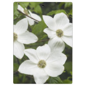 USA, Washington, Pacific Dogwood, Cornus Klemmbrett (Rückseite)