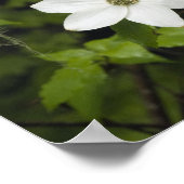 USA, Washington, Pacific Dogwood, Cornus Poster (Ecke)