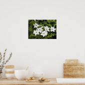 USA, Washington, Pacific Dogwood, Cornus Poster (Küche)