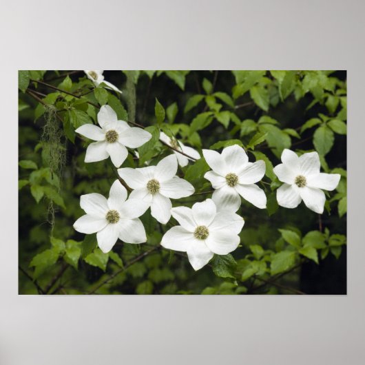 USA, Washington, Pacific Dogwood, Cornus Poster (Vorne)