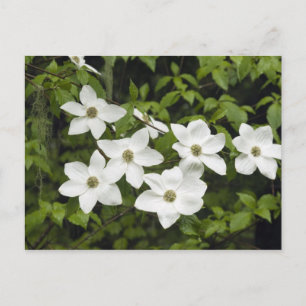 USA, Washington, Pacific Dogwood, Cornus Postkarte