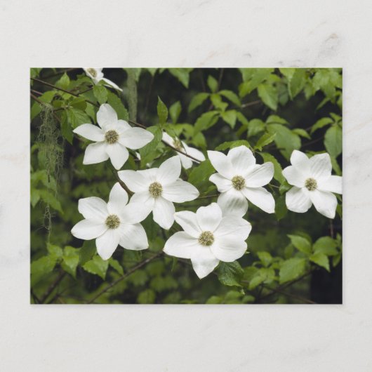 USA, Washington, Pacific Dogwood, Cornus Postkarte (Vorderseite)