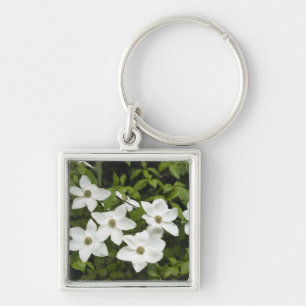 USA, Washington, Pacific Dogwood, Cornus Schlüsselanhänger