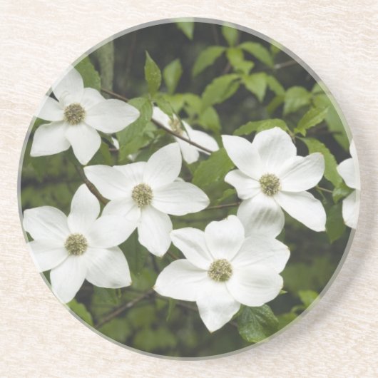 USA, Washington, Pacific Dogwood, Cornus Untersetzer (Vorne)