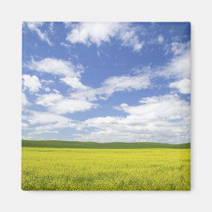USA, Washington, Palouse Country, Blüte Magnet