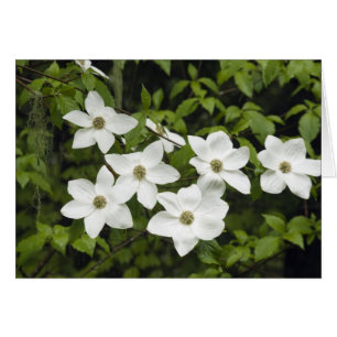 USA, Washington, Pazifische Kornelkirsche, Cornus