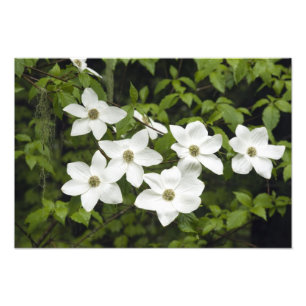 USA, Washington, Pazifische Kornelkirsche, Cornus Fotodruck