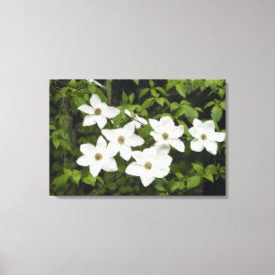 USA, Washington, Pazifische Kornelkirsche, Cornus Leinwanddruck