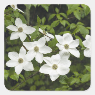 USA, Washington, Pazifische Kornelkirsche, Cornus Quadratischer Aufkleber