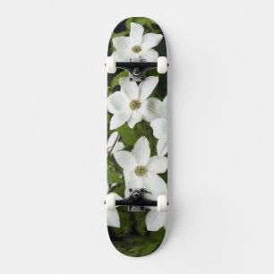 USA, Washington, Pazifische Kornelkirsche, Cornus Skateboard