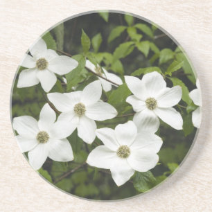 USA, Washington, Pazifische Kornelkirsche, Cornus Untersetzer