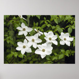USA, Washington, Pazifischer Hartriegel, Cornus Poster