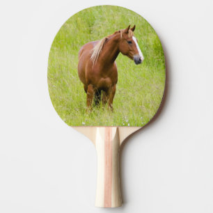 USA, Washington, Pferd auf einem Frühlingsfeld, Tischtennis Schläger