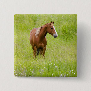 USA, Washington, Pferd im Frühjahrsfeld, Button