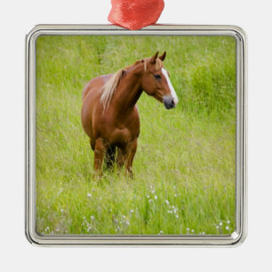 USA, Washington, Pferd im Frühjahrsfeld, Ornament Aus Metall
