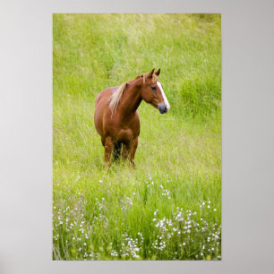 USA, Washington, Pferd im Frühjahrsfeld, Poster