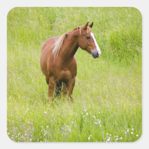 USA, Washington, Pferd im Frühjahrsfeld, Quadratischer Aufkleber
