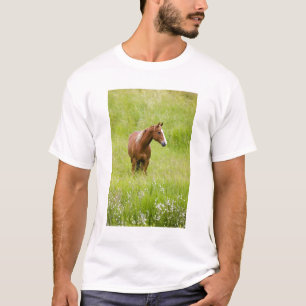 USA, Washington, Pferd im Frühjahrsfeld, T-Shirt