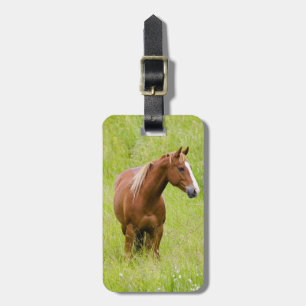 USA, Washington, Pferd im Frühlingsfeld, Gepäckanhänger