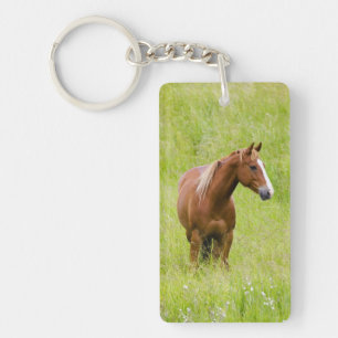 USA, Washington, Pferd im Frühlingsfeld, Schlüsselanhänger
