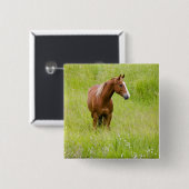 USA, Washington, Pferd in Spring Field, Button (Vorne & Hinten)