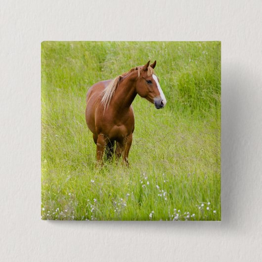 USA, Washington, Pferd in Spring Field, Button (Vorderseite)