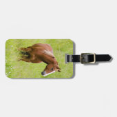USA, Washington, Pferd in Spring Field, Gepäckanhänger (Vorderseite horizontal)