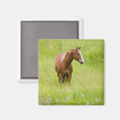 USA, Washington, Pferd in Spring Field, Magnet (Vorderseite/Rückseite)