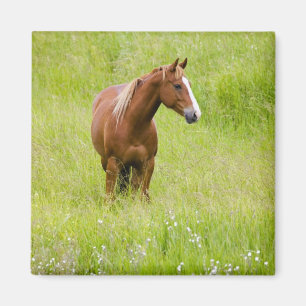 USA, Washington, Pferd in Spring Field, Magnet