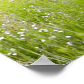 USA, Washington, Pferd in Spring Field, Poster (Ecke)